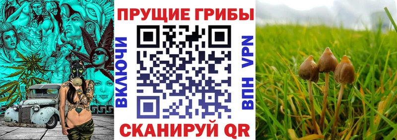 Псилоцибиновые грибы мицелий  Купить где  Медногорск 